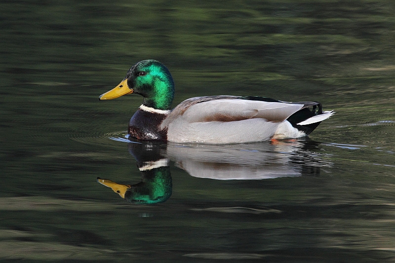 J14_0085 Mallard.JPG